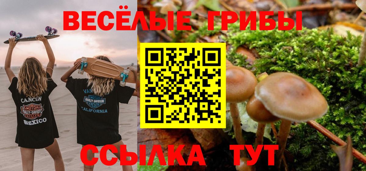 Галлюциногенные грибы Psilocybe Корсаков